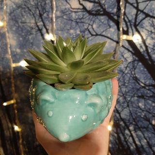 a small succulent in a blue hedgehog ceramic container