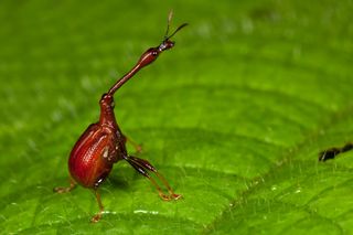 A reddish colored bug, with an extended neck and a bulbous body, sits on a green leaf.