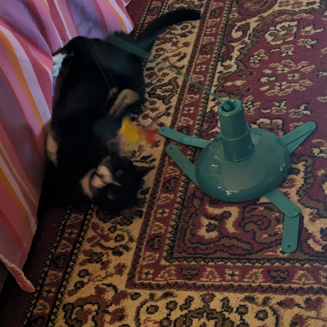 Janet's cat playing with the SmartyKat Loco Motion Electronic Cat Toy, one of the best automated cat toys