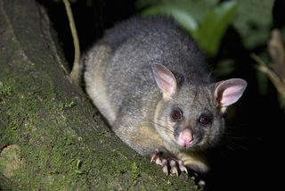 The common brushtail possum (Trichosurus vulpecula) is another invasive species that lives in New Zealand.
