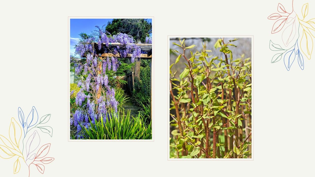  composite image of wisteria and knotweed two invasive plants to have in your garden