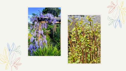  composite image of wisteria and knotweed two invasive plants to have in your garden
