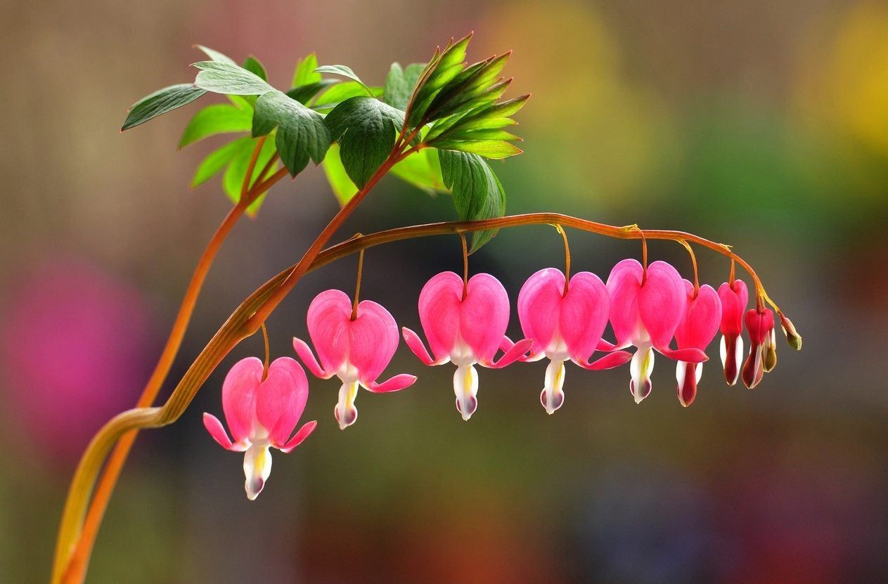 Several Pink Bleeding Heart Flowers