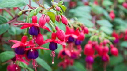 A close-up of pink and purple fuchsia flowers