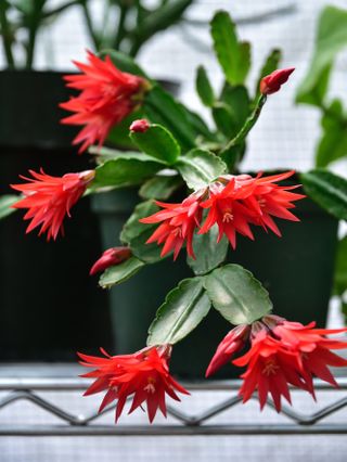 close up of red Christmas cactus in bloom