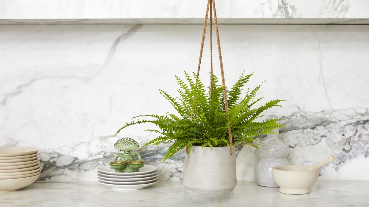 Fern in hanging pot