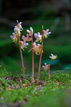 Ghost orchid (Epipogium aphyllum).