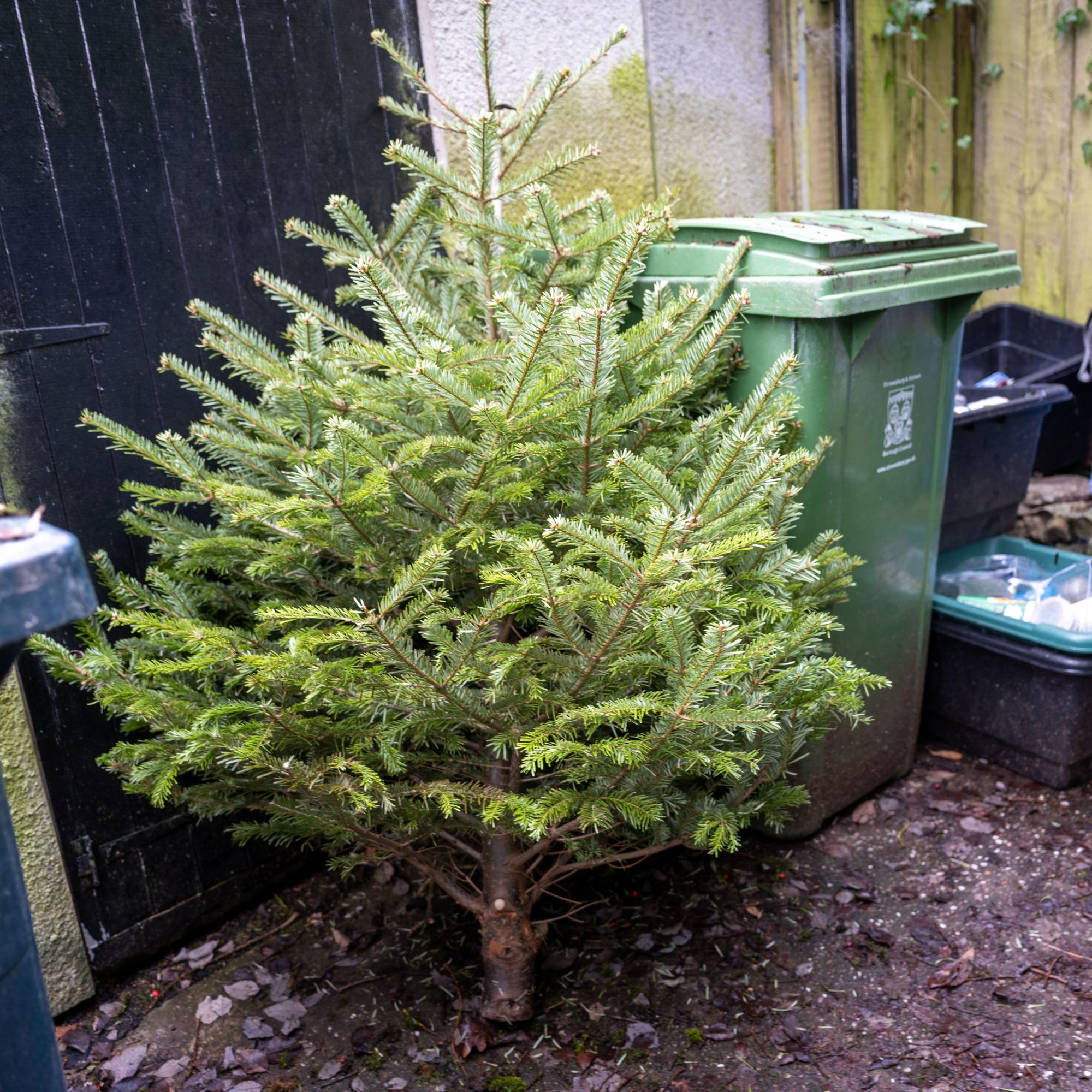 Christmas tree for recycling