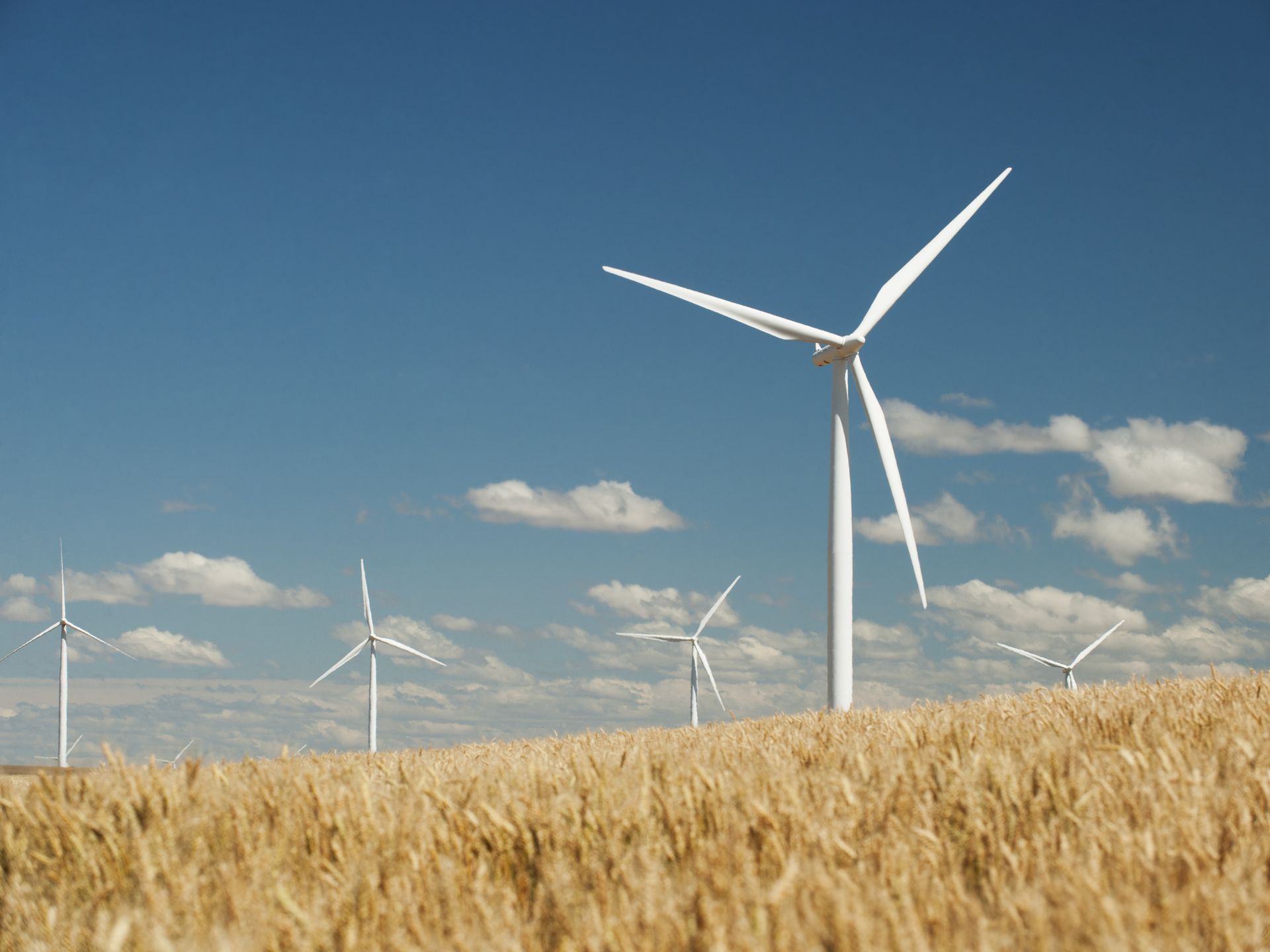 A wheat field dotted with wind farm turbines against a bright blue sky and fluffy white clouds in Wasco, Oregon
