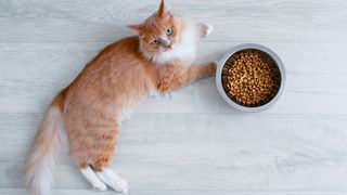 A cat lying next to a bowl of dry kibble