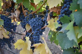 Shiraz wine grapes