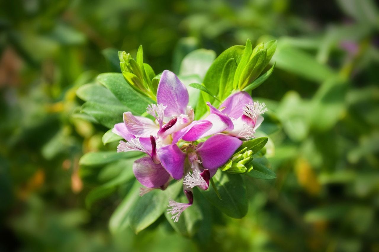 Sweet Pea Bush