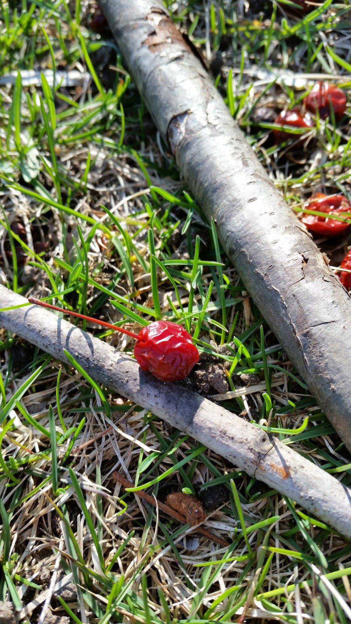 Samsung Galaxy S5 camera sample