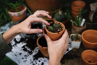 Creative hobbies: gardening