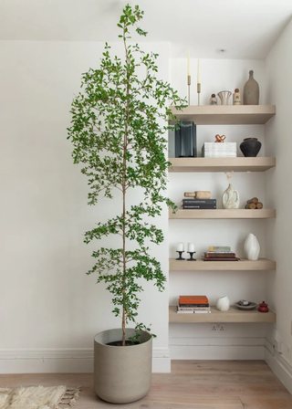 A tall olive tree in a gray planter in a living room beside an open shelf