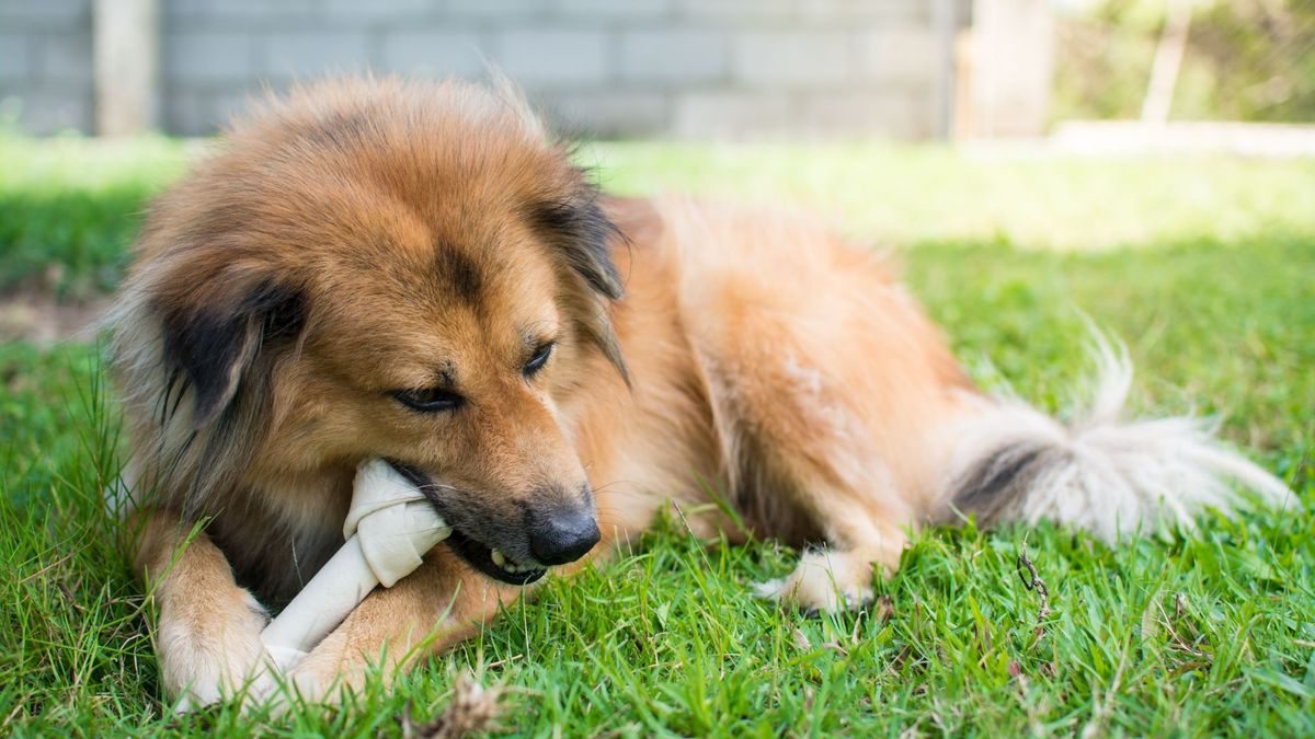 Dog chewing bone