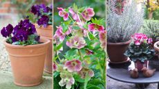 a compilation image of the best winter bedding plants