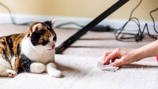 cat throwing up food after eating