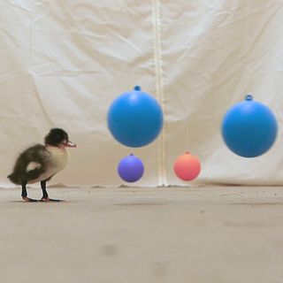 Having imprinted on two green spheres, a duckling in the "same color" group prefers two blue spheres to one orange and one violet.