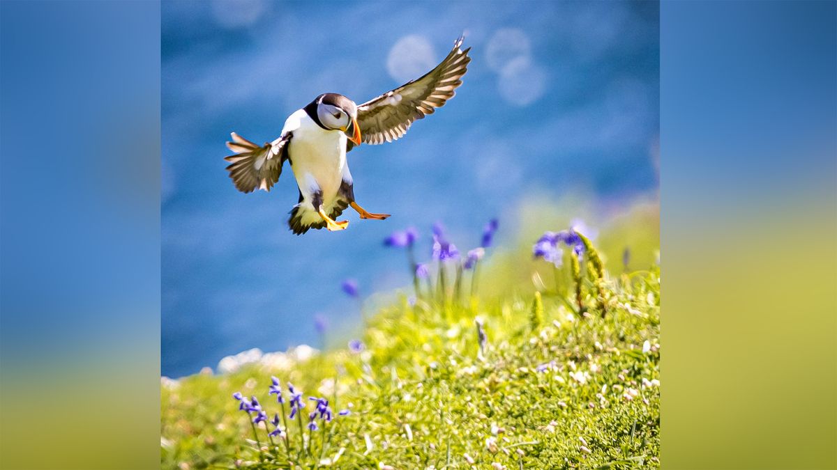 Puffin flying into a green field with purple flowers