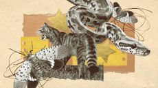 Photo collage of spotted lanternflies, a python, and a feral cat.