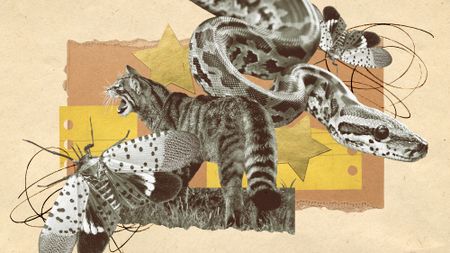 Photo collage of spotted lanternflies, a python, and a feral cat.