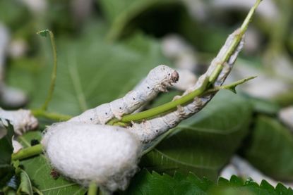 Silkworms On Plants