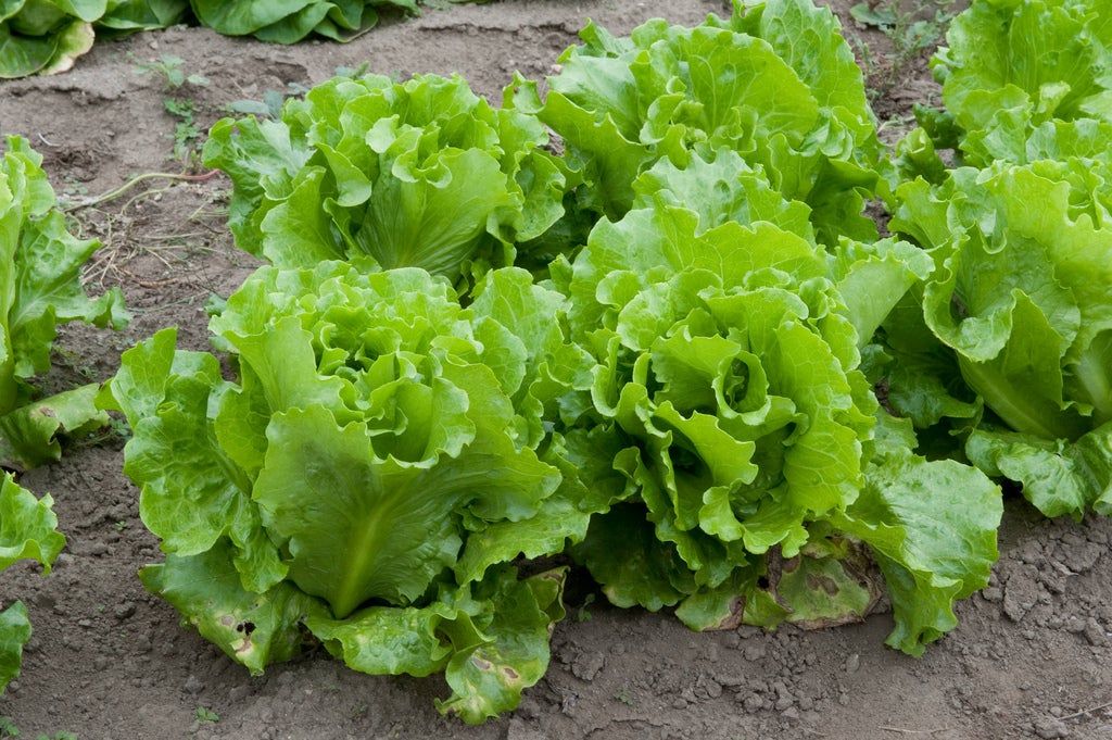 Rows Of Green Crisp Lettuce In The Garden