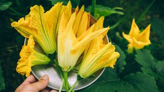 Display of golden yellow cut zucchini flowers