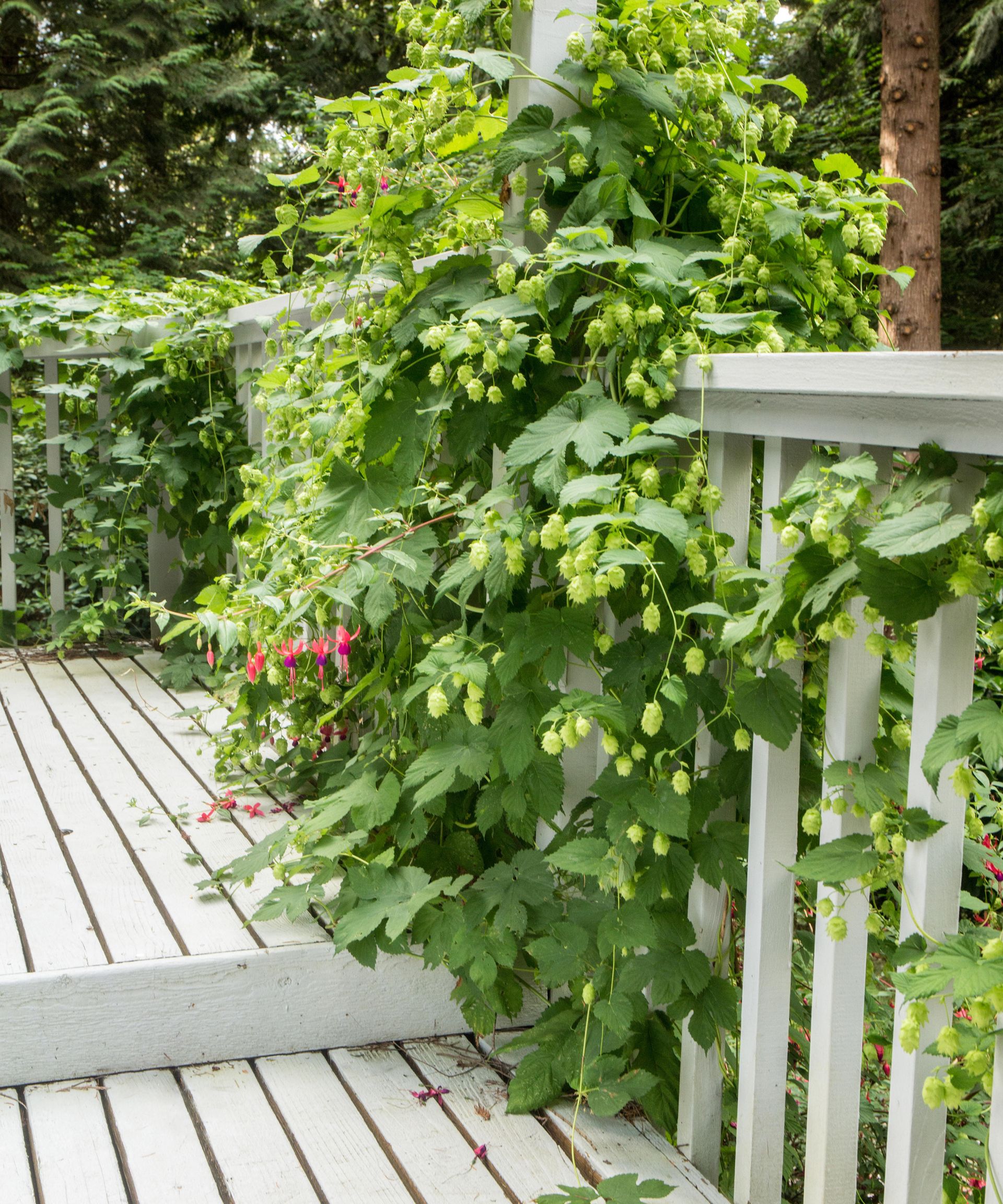 How to paint decking like a pro Real Homes