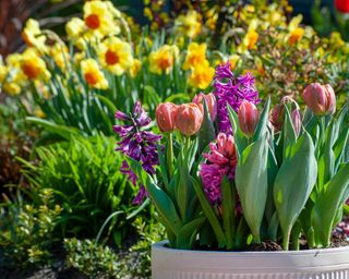 tulips and hyacinths in pot with daffodils behind