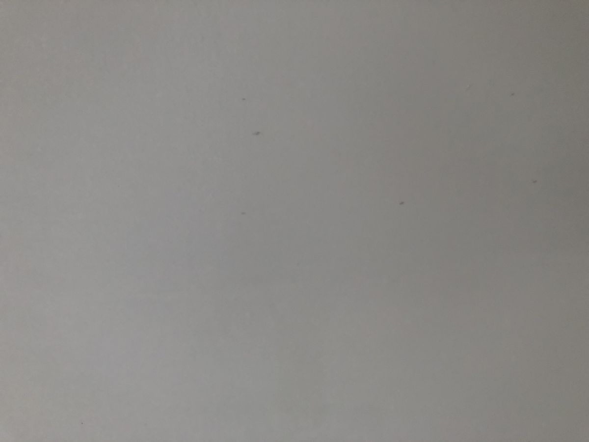 The mould after applying bleach