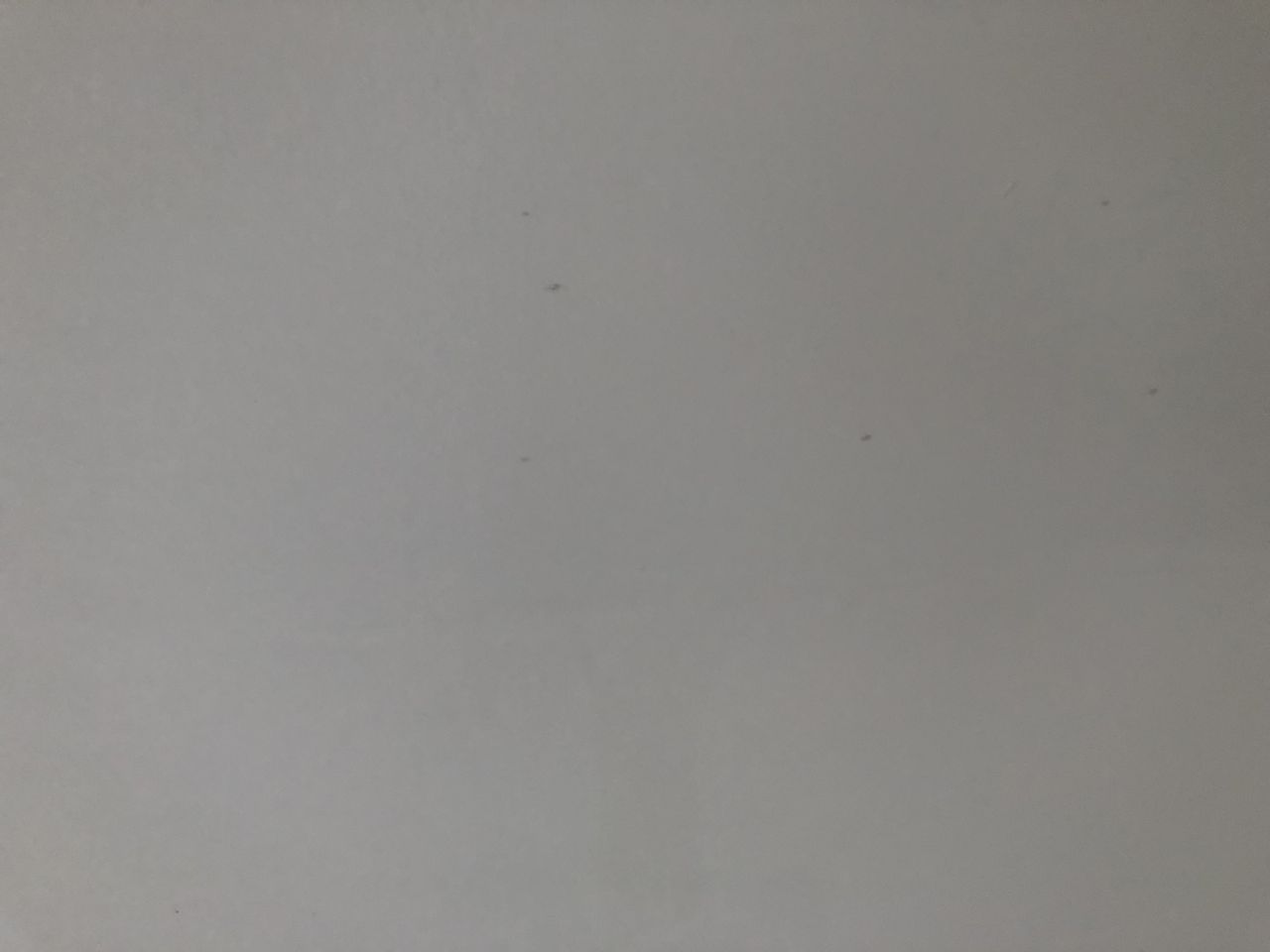 The mould after applying bleach