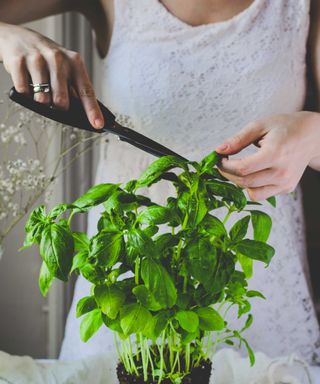 Midsection of Woman Cutting Basil Leaves on a table