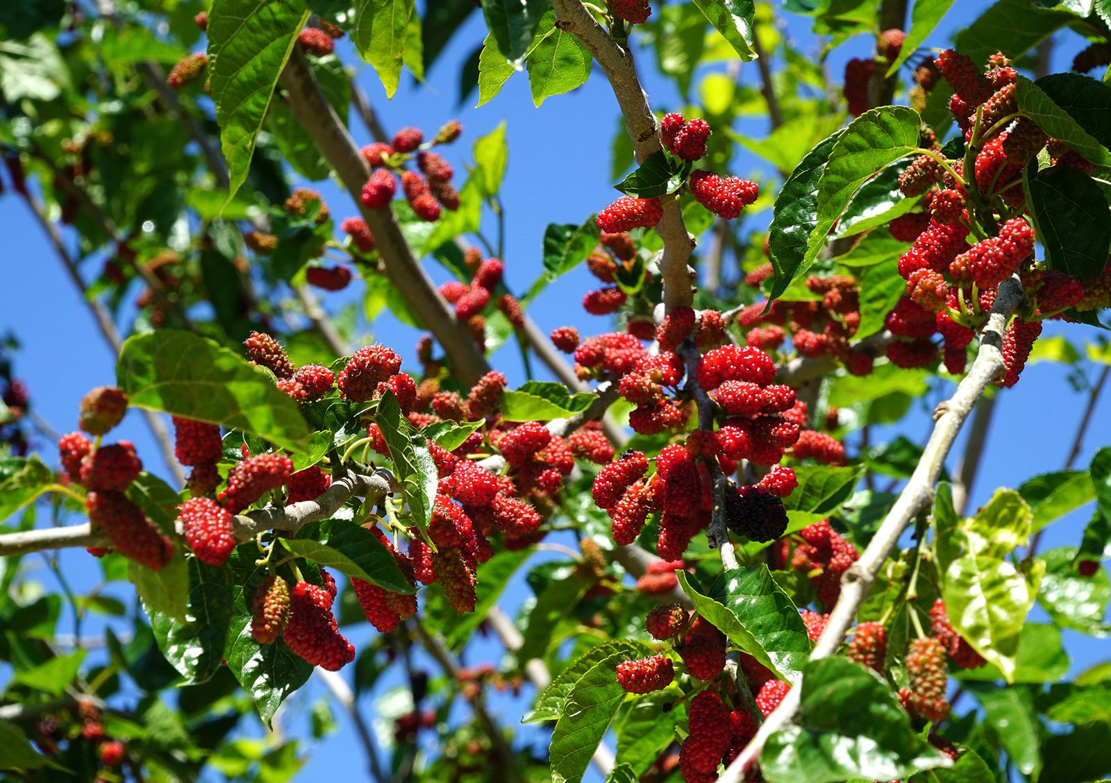 Trees with red berries: our favorite red berry trees | Homes and Gardens