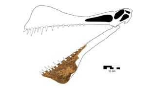 Reconstruction of the skull of Thapunngaka shawi (Kronosaurus Korner specimen KKF494).