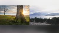 A side-by-side of a tree and a landscape. 