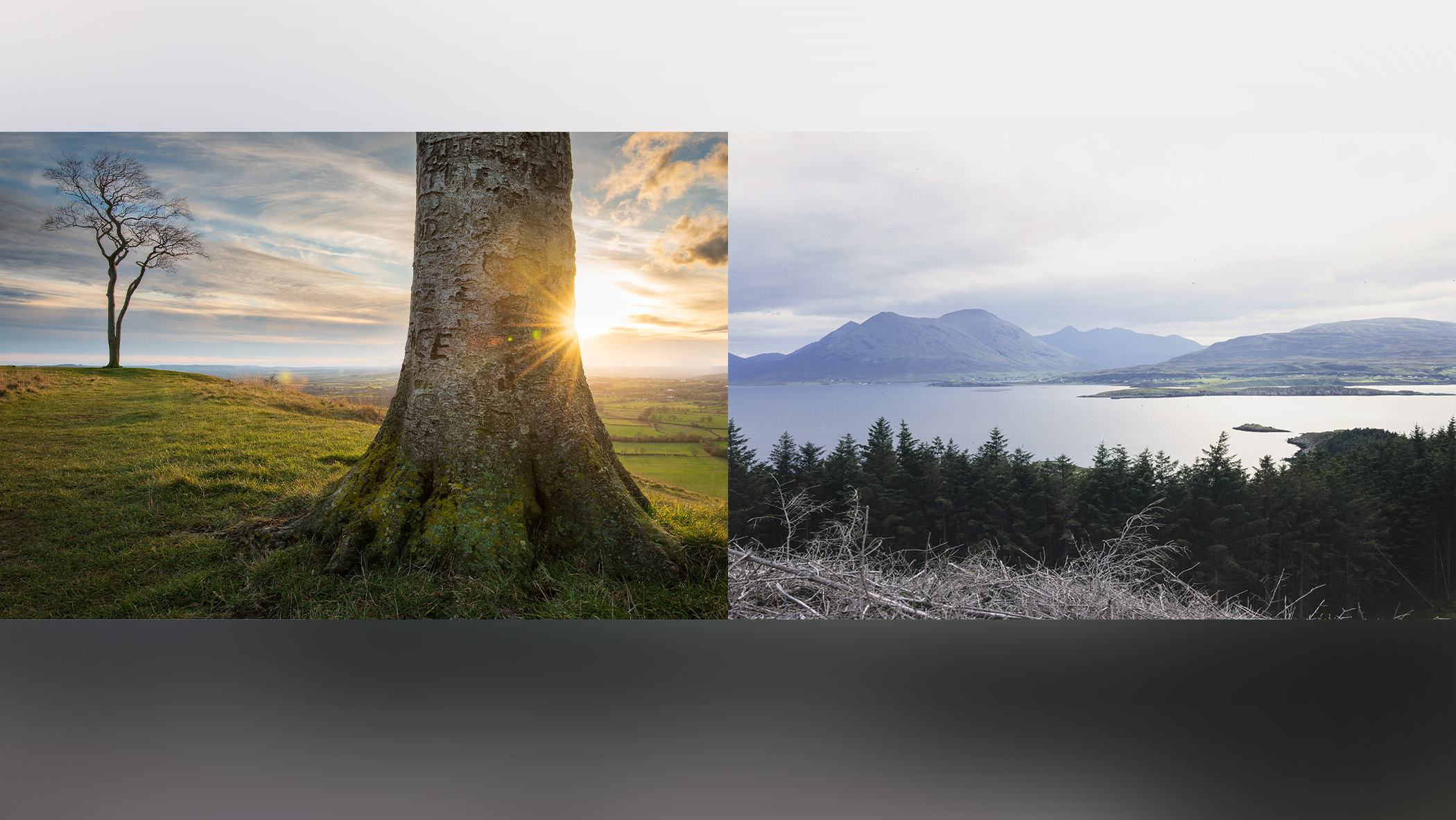 A side-by-side of a tree and a landscape. 