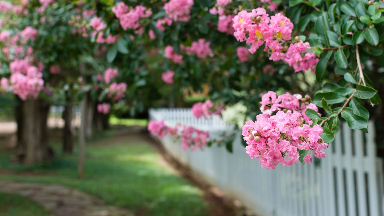 flowering crepe myrtle trees beside white picket fence