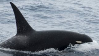 A Type D killer whale breaks the surface of the ocean with its fin and body above the surface