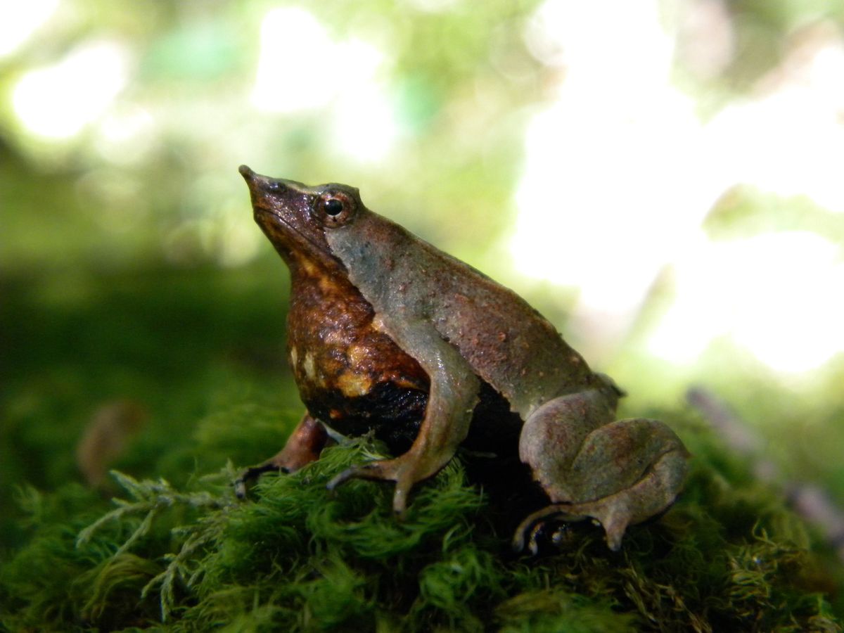 The southern Darwin&#039;s frog (Rhinoderma darwinii) is in decline thanks to chytrid fungus and habitat loss. 