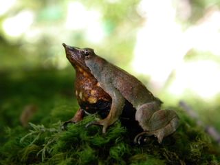 The southern Darwin's frog (Rhinoderma darwinii) is in decline thanks to chytrid fungus and habitat loss. 