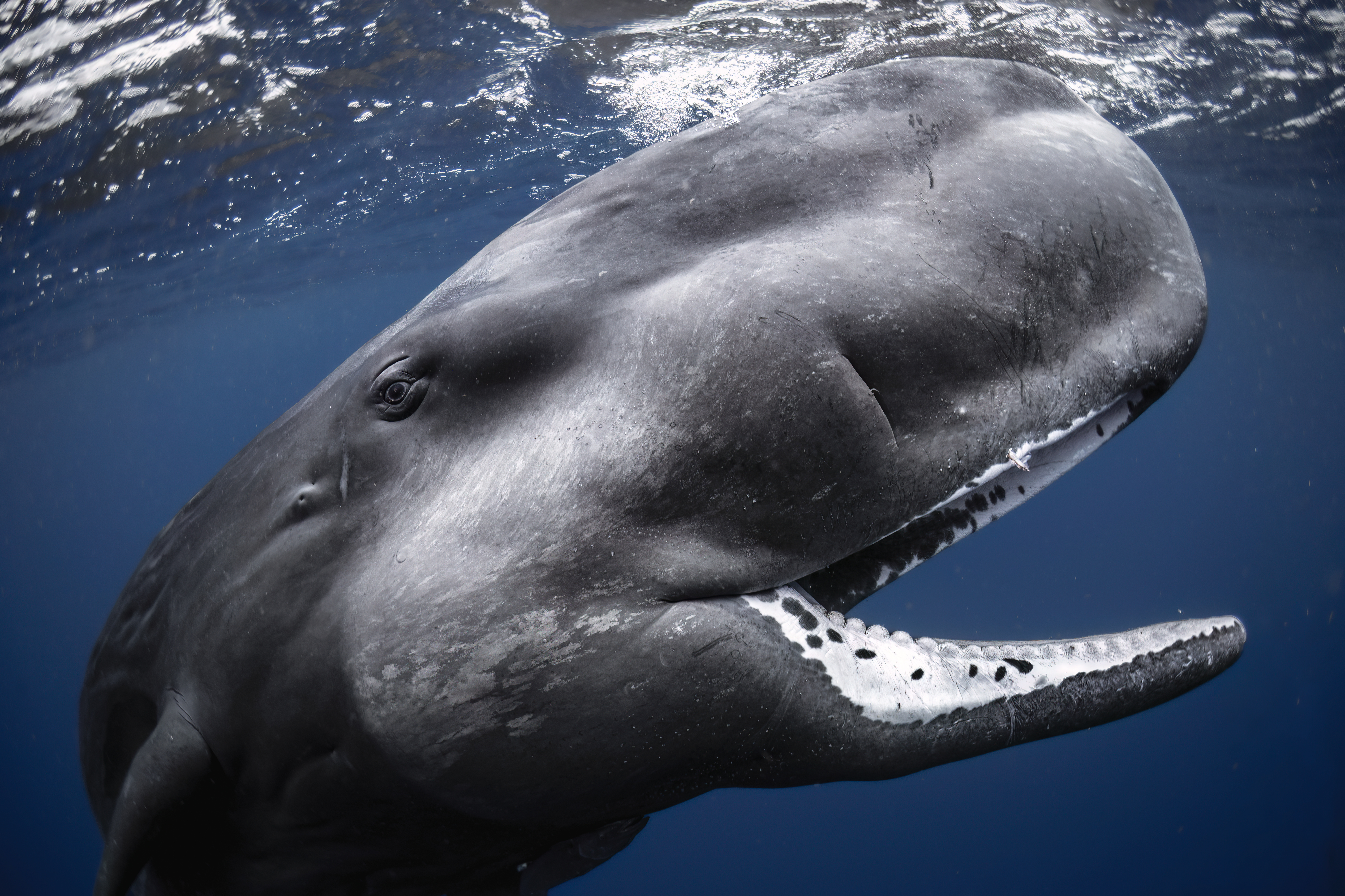 Winner of the Wide Angle category, a curious junior sperm whale opens its mouth
