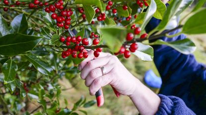 A woman reaching up to pick holly for Christmas decoration