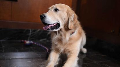 Golden retriever