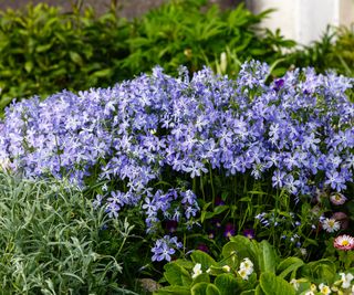 flowering phlox aka wild sweet William