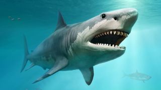 Did megalodon look like this? The jury is still out.