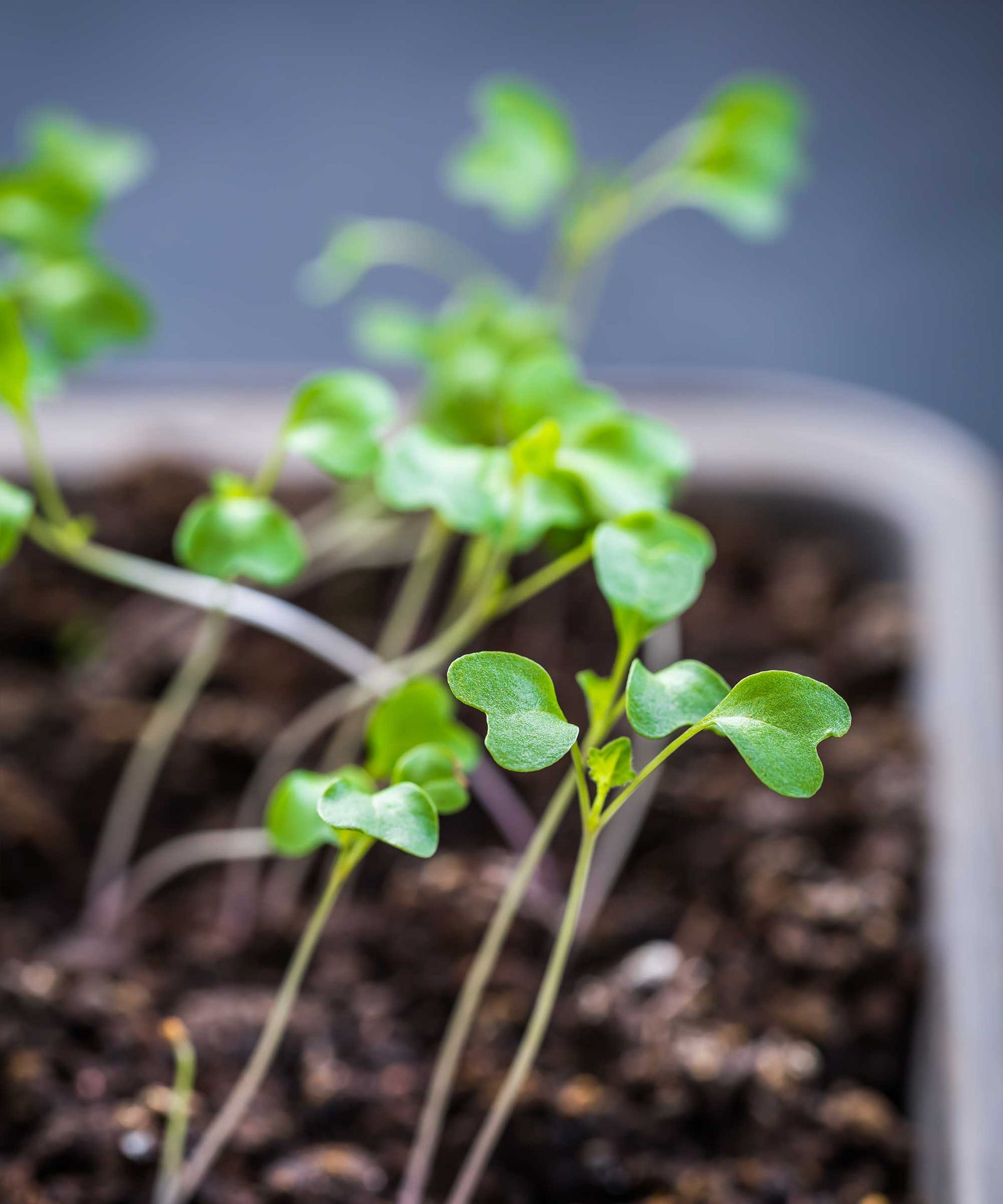 'Why are my seedlings leggy?' gardening experts provide practical