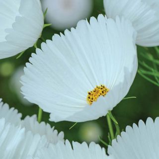White flowers available for sale, ideal for moon garden planting schemes