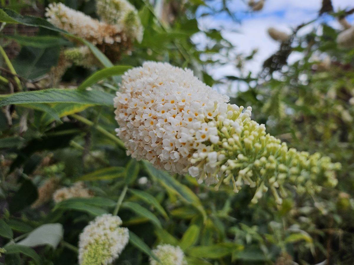 Samsung Galaxy Z Flip 5 camera sample buddlea macro